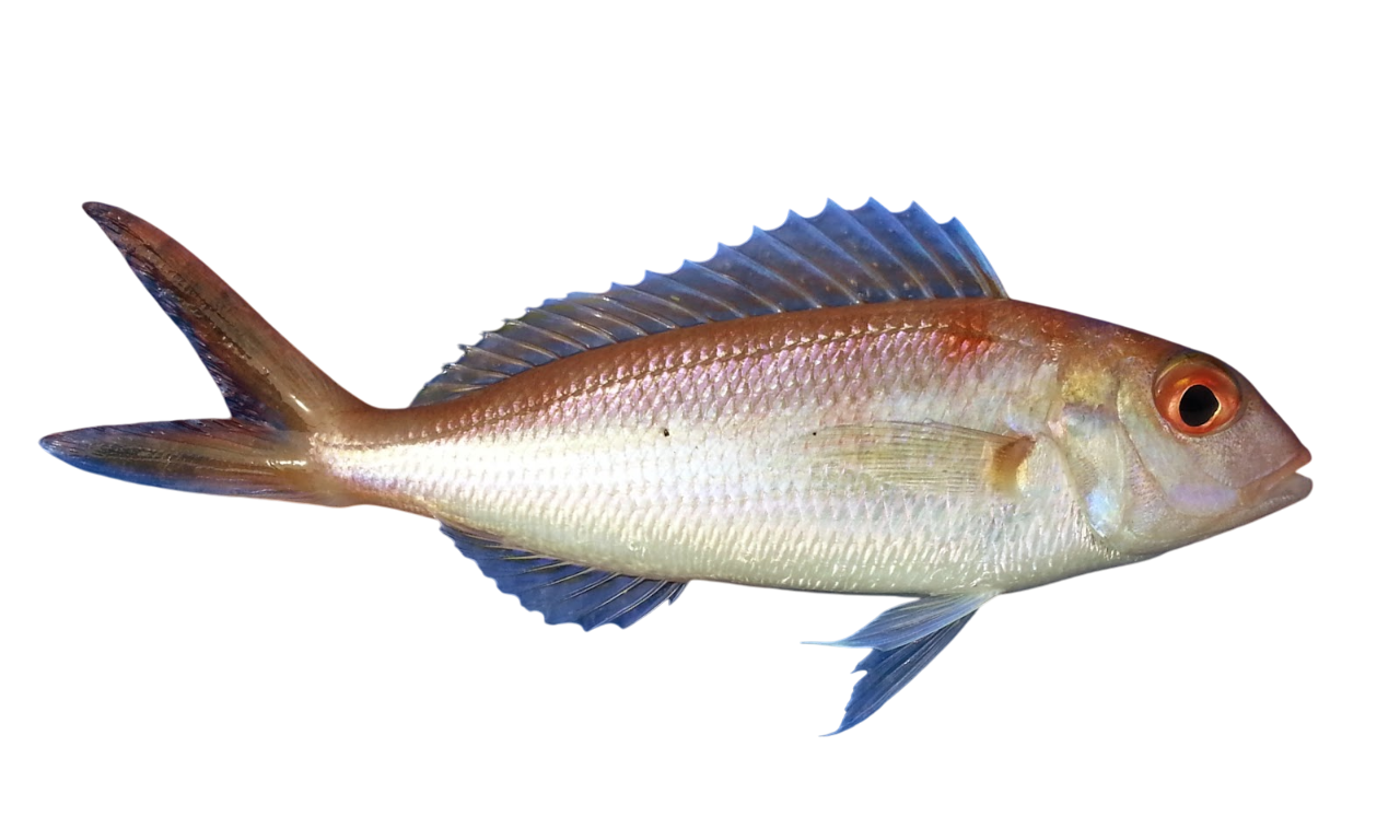 Wild Japanese Itoyori (Threadfin Bream)