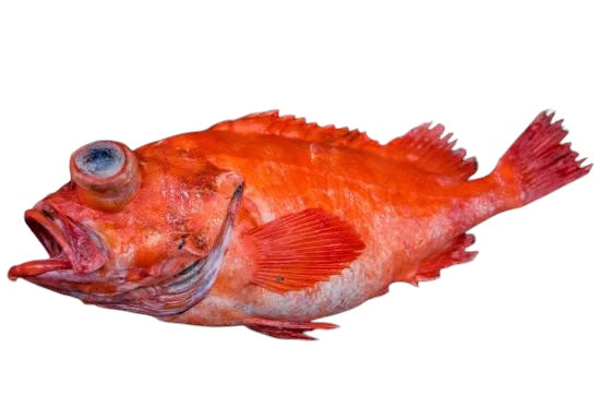 Wild Japanese Akoudai (Red Rockfish)