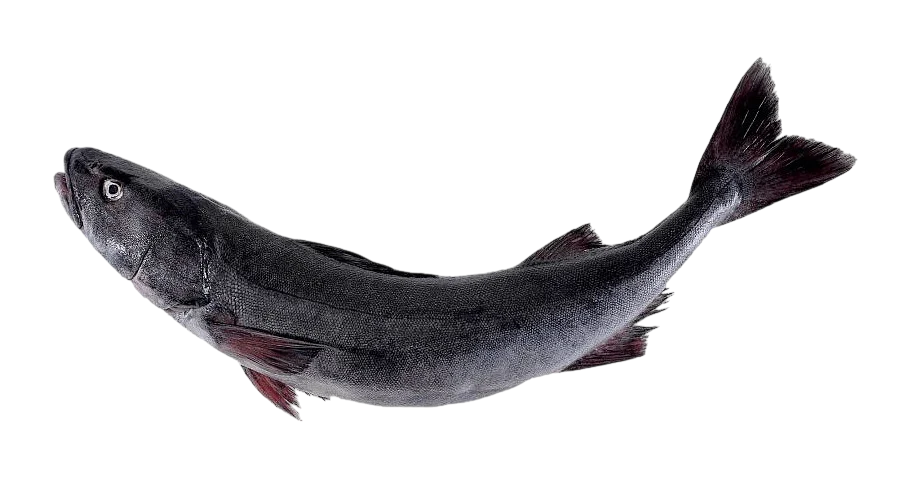 Local Black Cod (Sablefish)