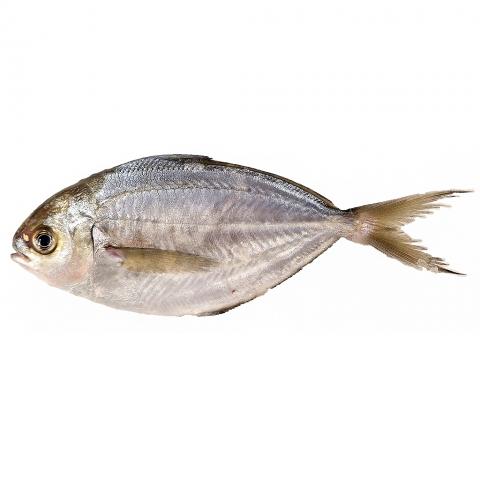 Wild Japanese Ebodai (Pacific Rudderfish)