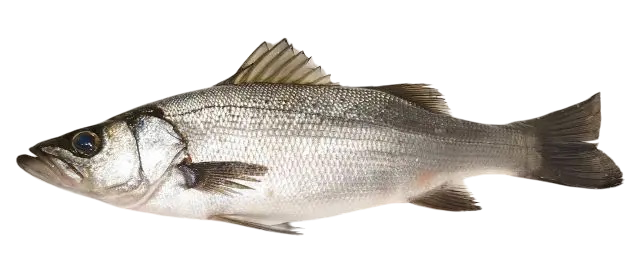 Wild Japanese Hirasuzuki (Blackfin Sea Bass)