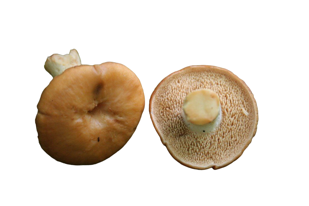 Wild Hedgehog Mushrooms