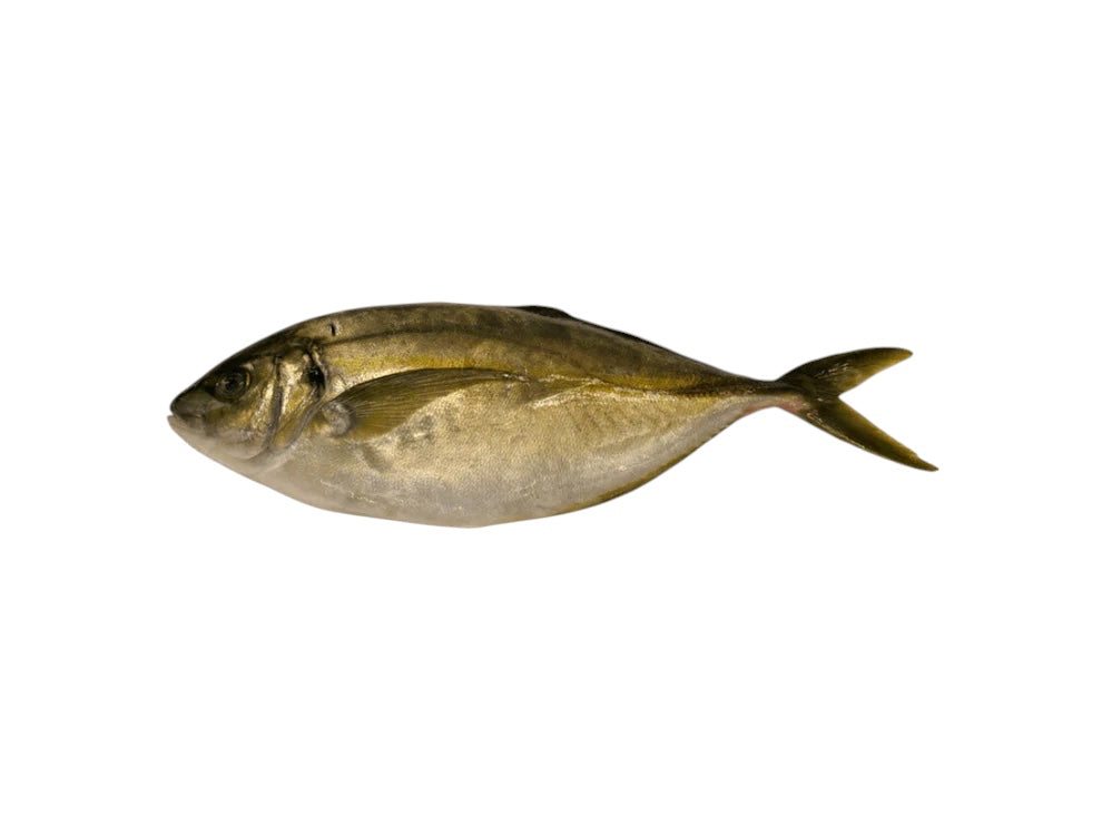 Wild Japanese Shima- Aji (Striped Jack)