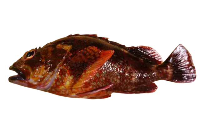 Wild Japanese Kasago (Scorpionfish)
