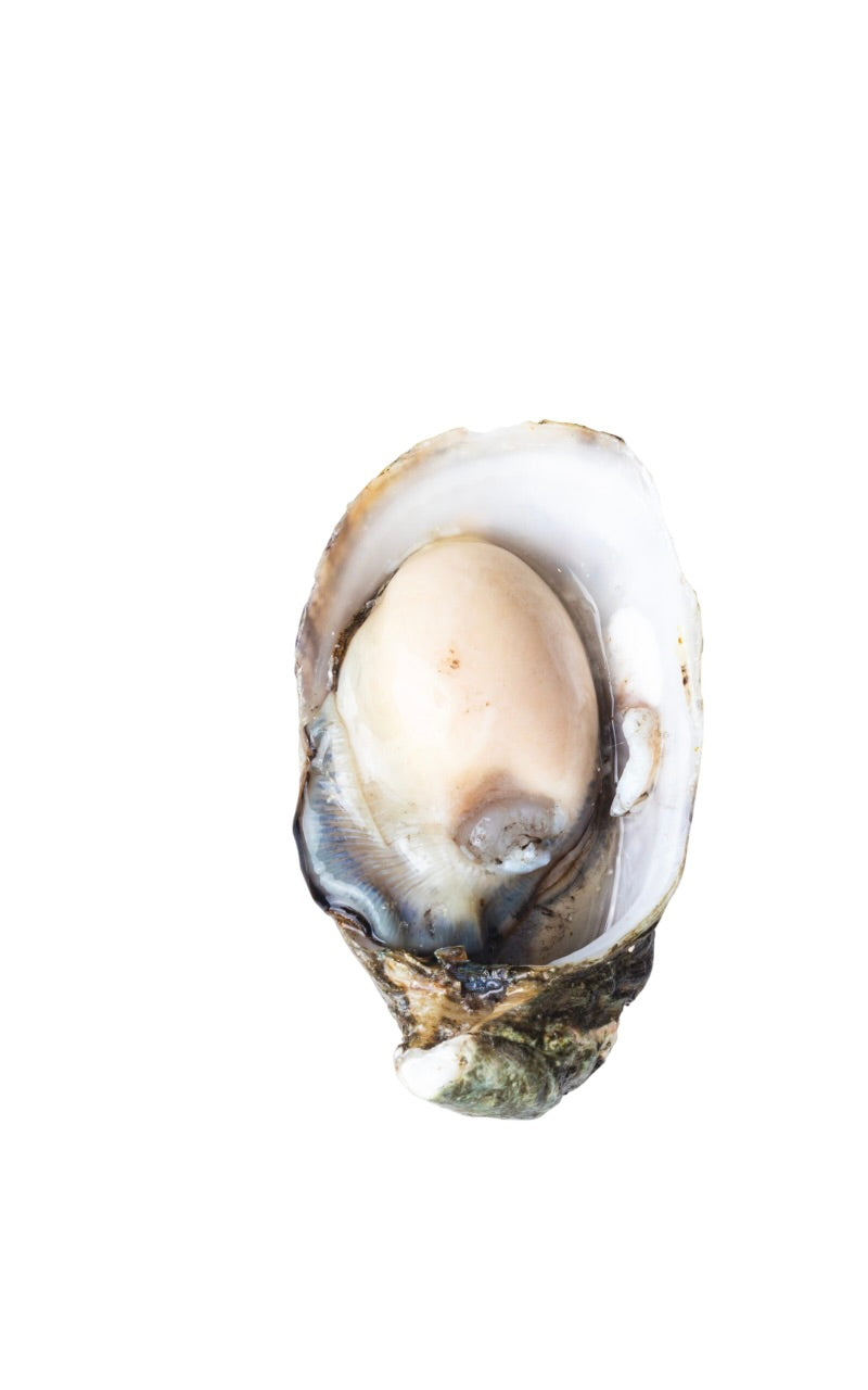 Oishi Oysters