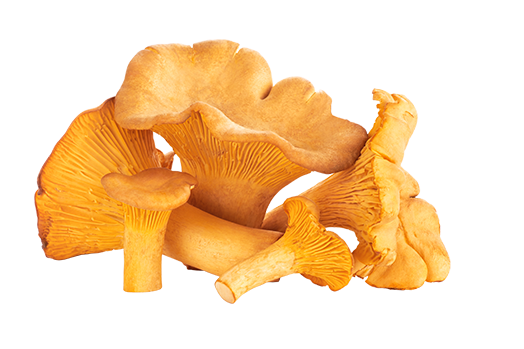 Wild Chanterelle Mushrooms