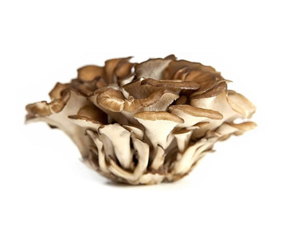 Cultivated Maitake Mushrooms