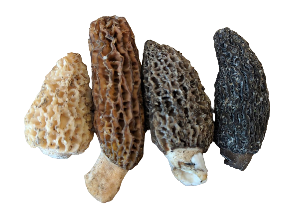 Wild Morel Mushrooms