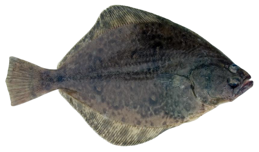 Petrale Sole