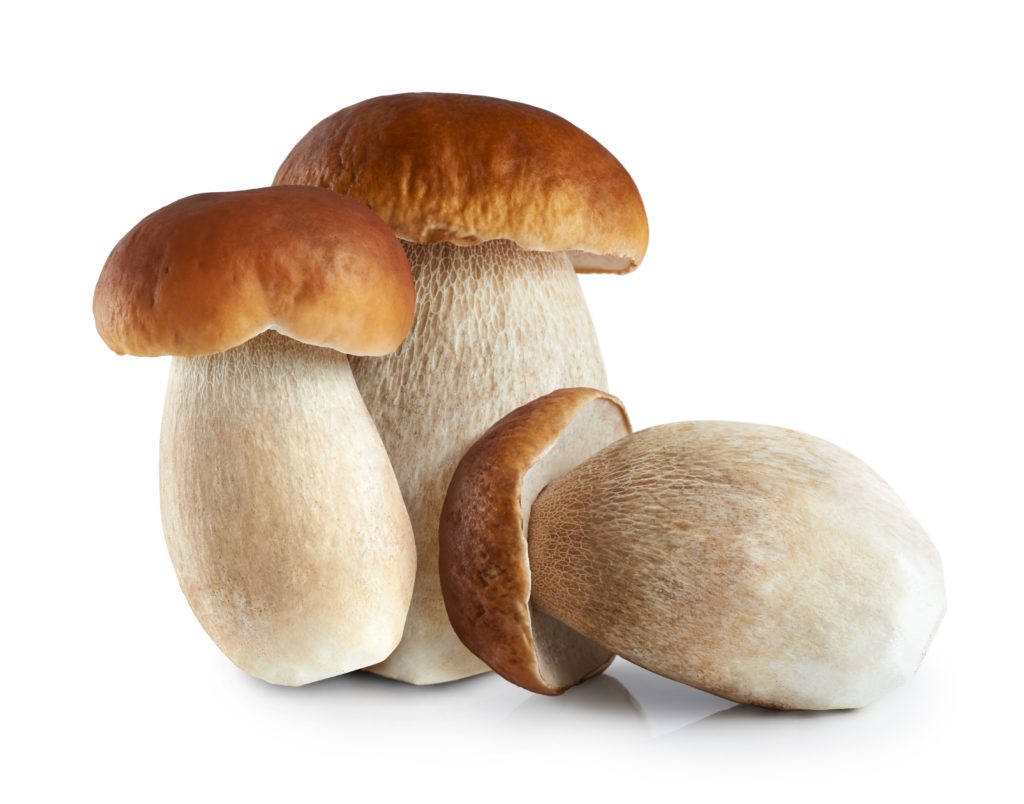 Wild Porcini Mushrooms