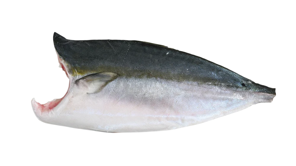 Japanese Hamachi (Umaka Buri)