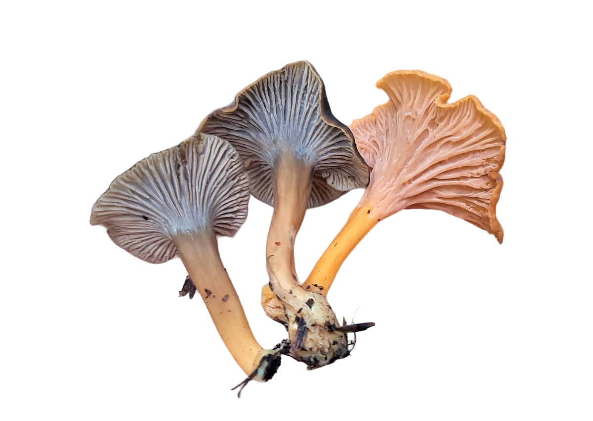 Wild Yellowfoot Mushrooms