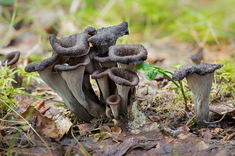 Wild Black Trumpet Mushrooms