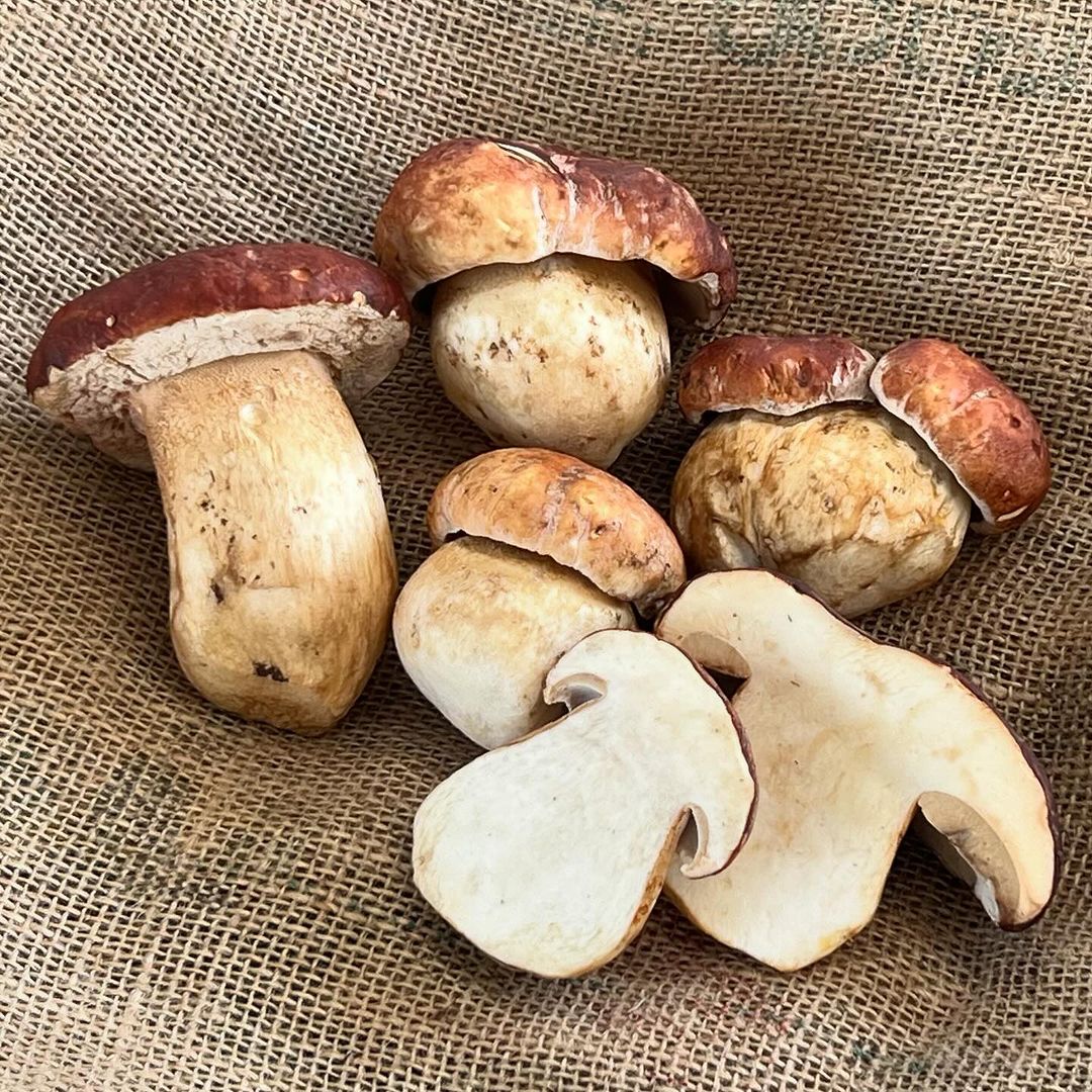 Wild Porcini Mushrooms