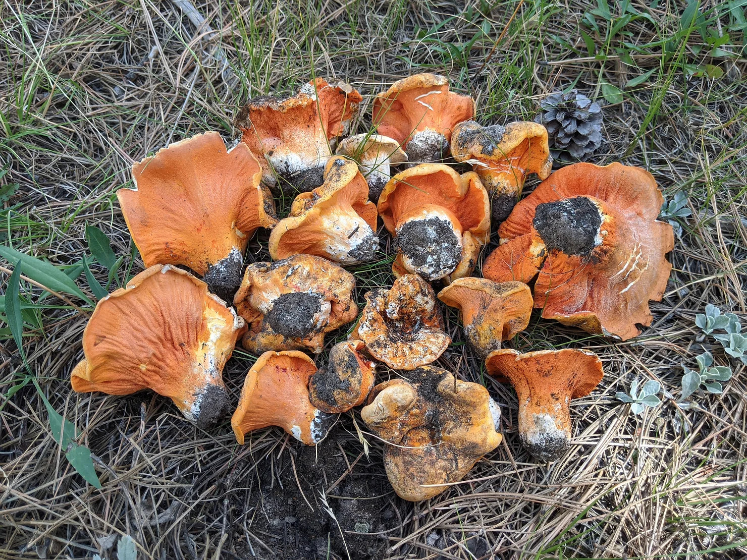 Wild Lobster Mushrooms