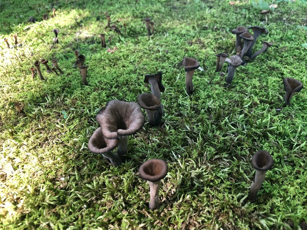 Wild Black Trumpet Mushrooms