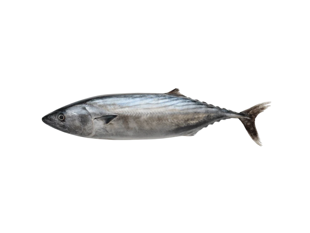 Wild Japanese Katsuo (Bonito)