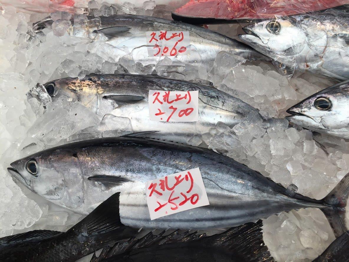 Wild Japanese Katsuo (Bonito)