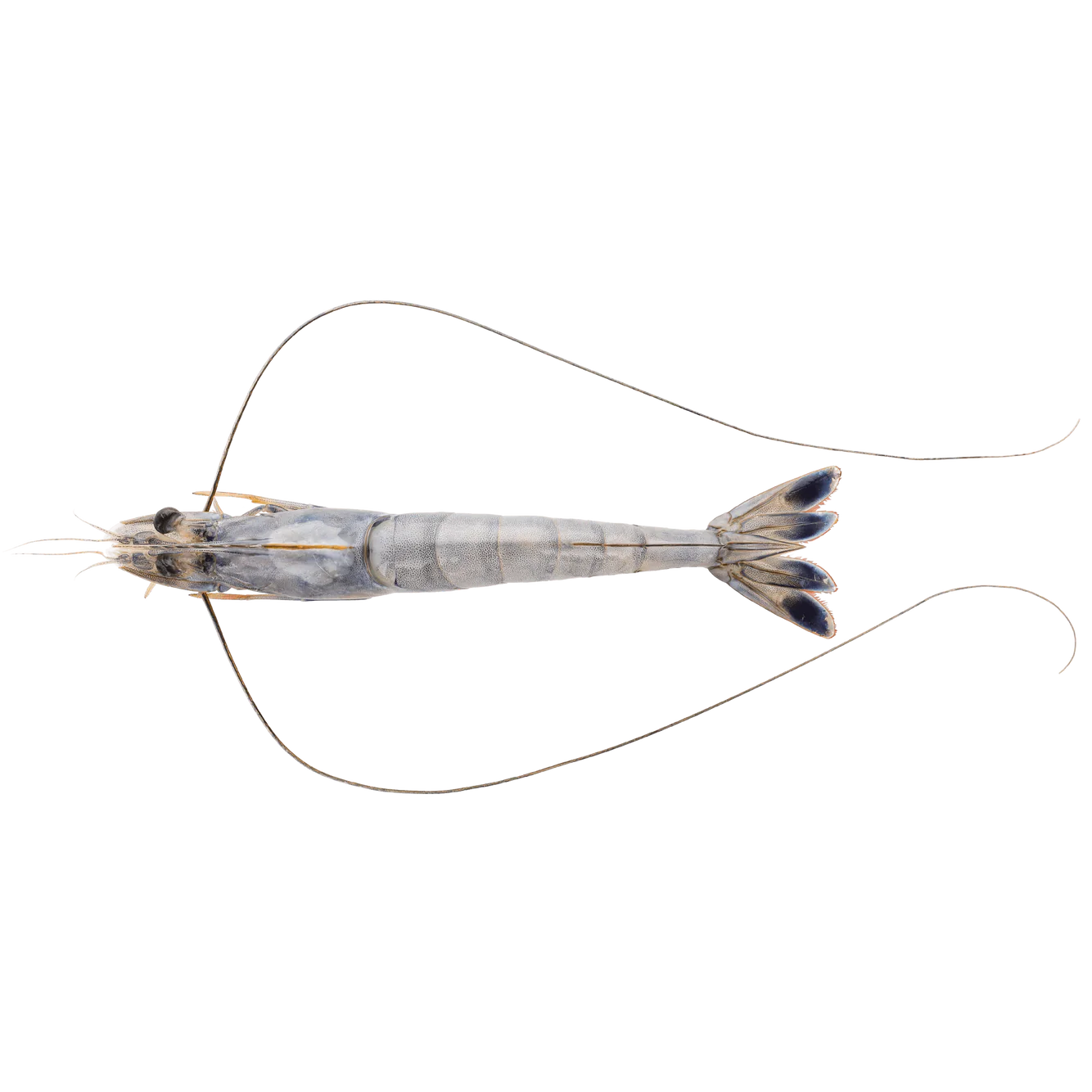 New Caledonia Blue Prawns