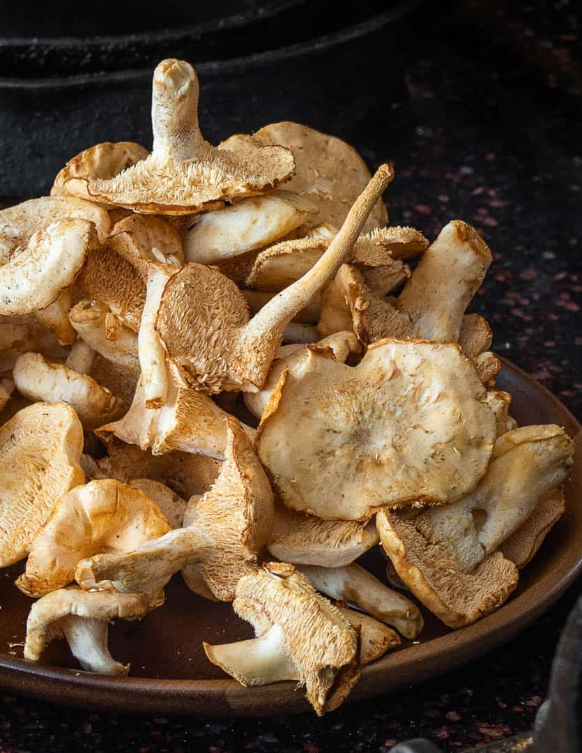 Wild Hedgehog Mushrooms