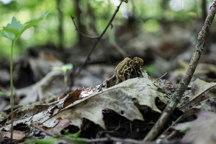 Wild Morel Mushrooms