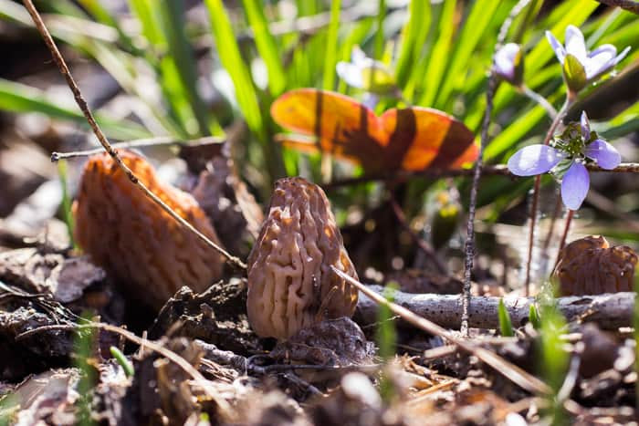 Wild Morel Mushrooms