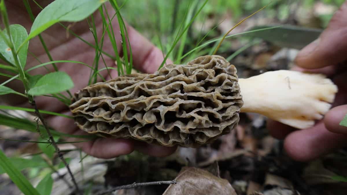 Wild Morel Mushrooms