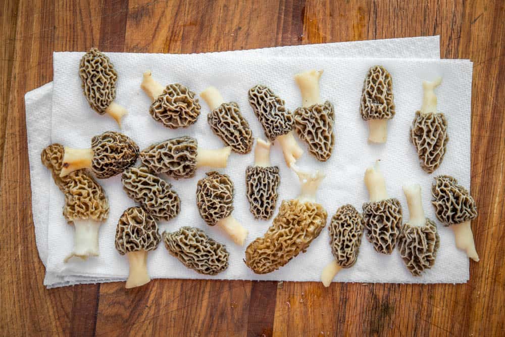 Wild Morel Mushrooms