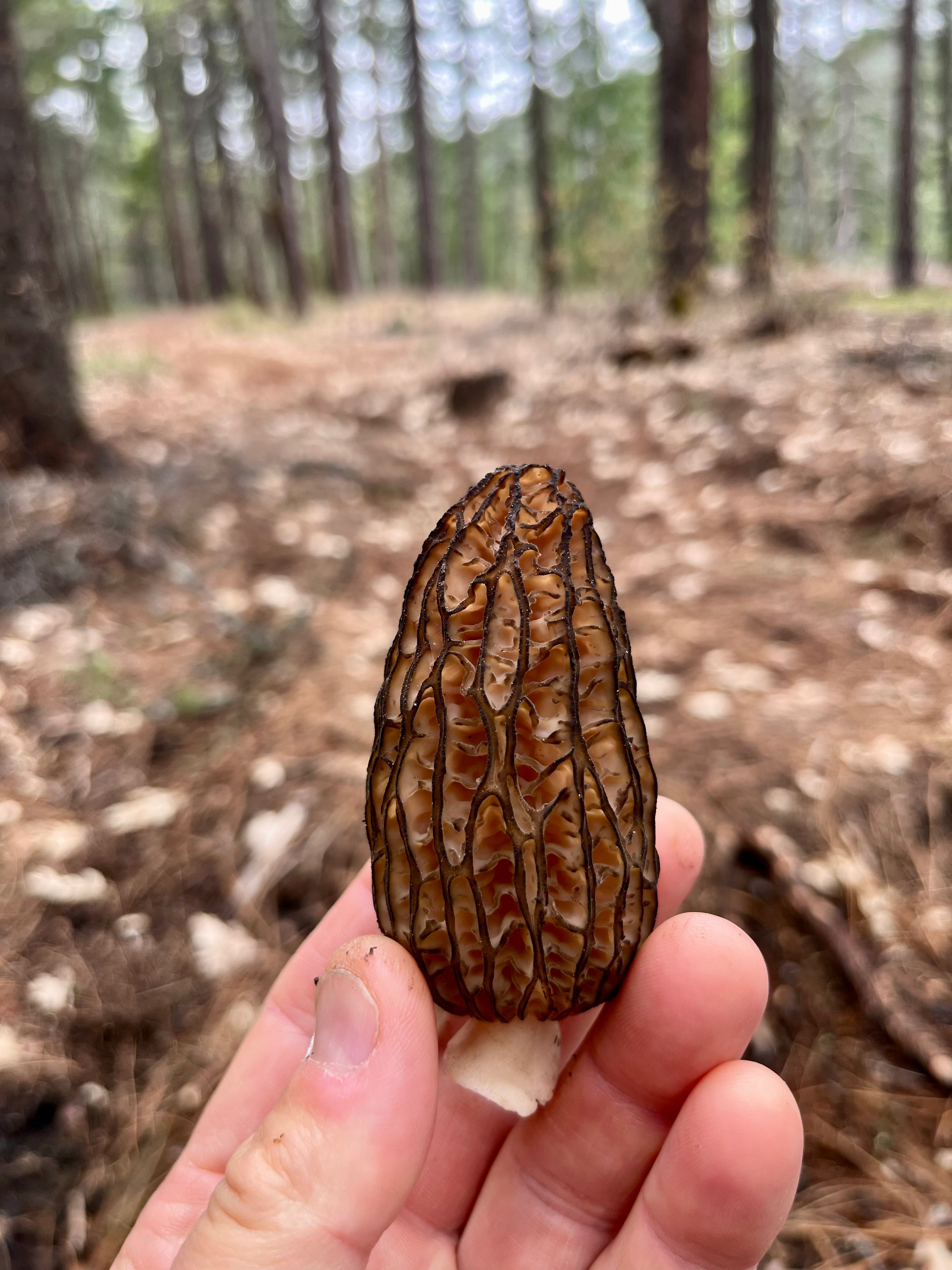 Wild Morel Mushrooms