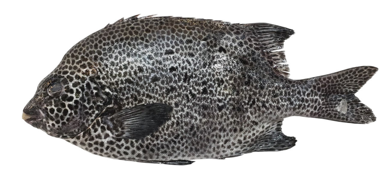 Wild Japanese Ishigakidai (Spotted Knifejaw)