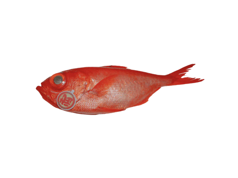 Wild Japanese Alfonsino Kinmedai (Goldeneye Snapper) | San