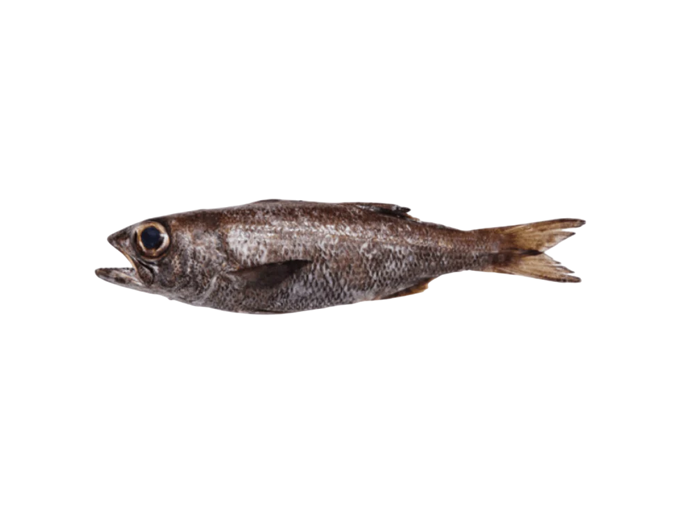 Wild Japanese Kuromutsu (Bluefish)