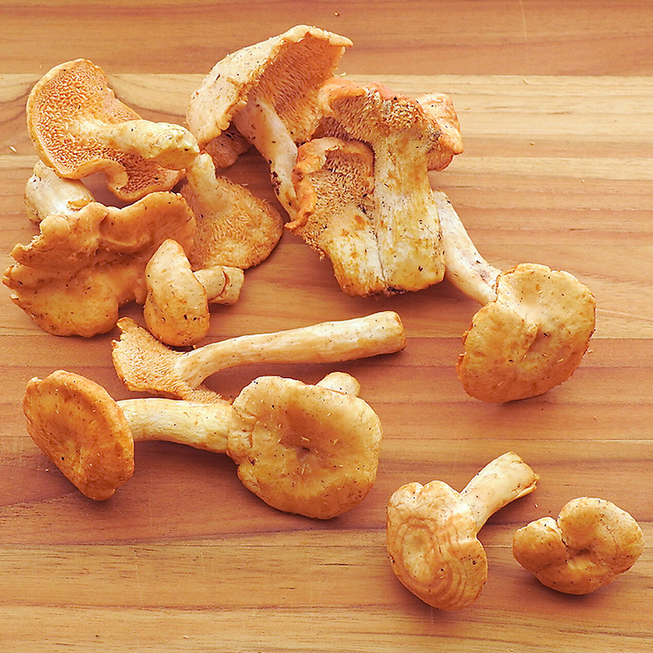 Wild Hedgehog Mushrooms