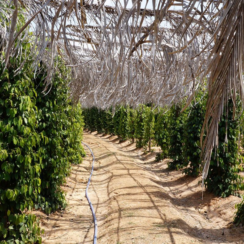 Kampot Black Pepper (PGI)