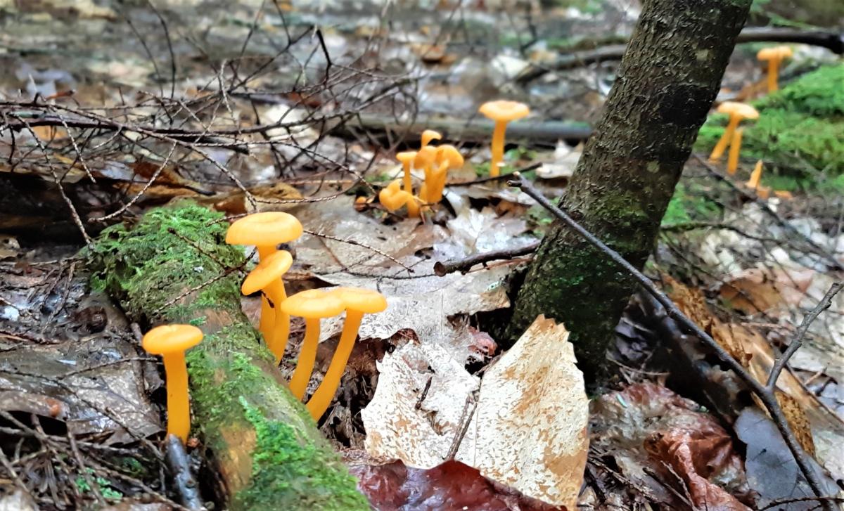 Wild Yellowfoot Mushrooms