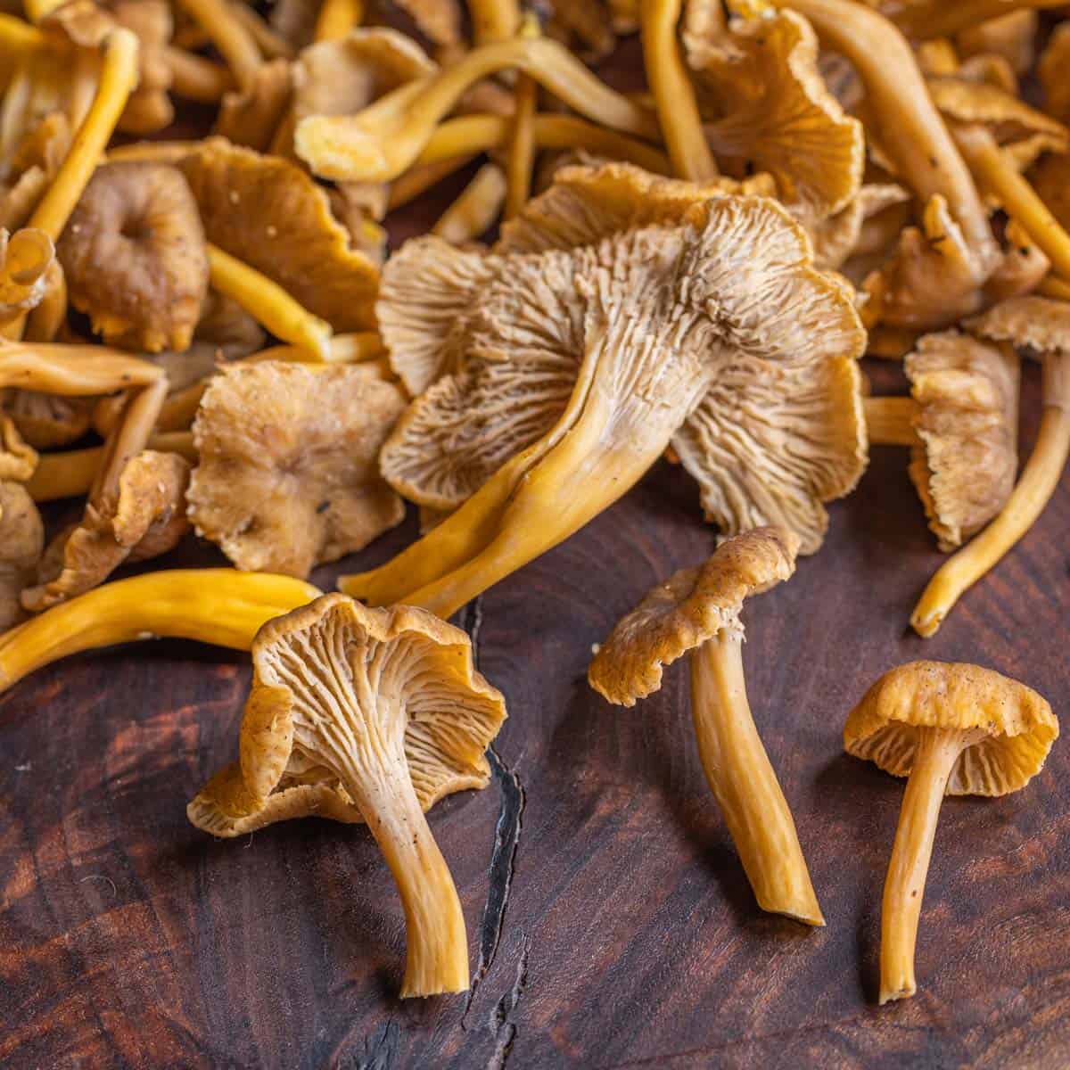 Wild Yellowfoot Mushrooms