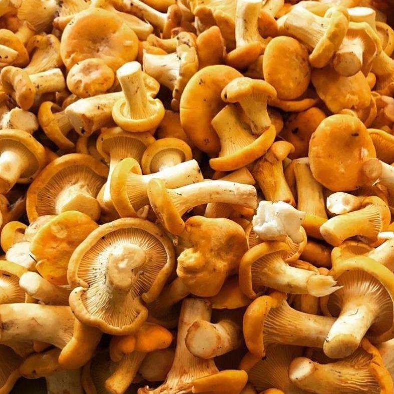 Wild Chanterelle Mushrooms