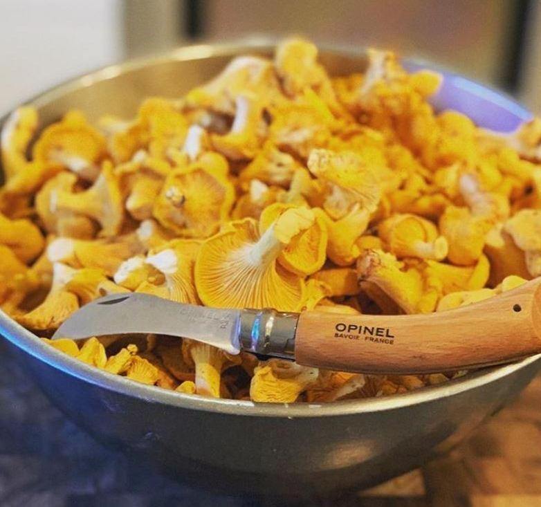 Wild Chanterelle Mushrooms