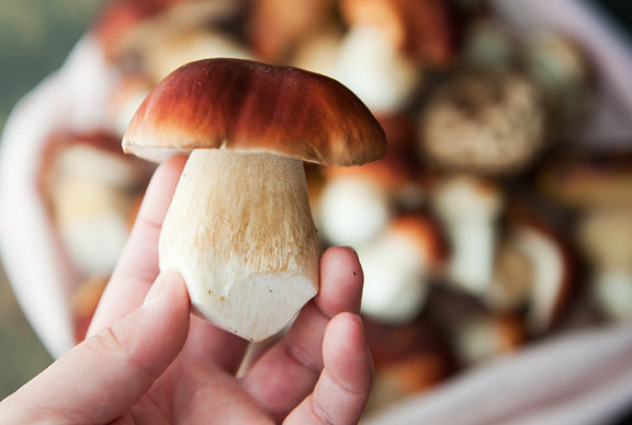 Wild Porcini Mushrooms