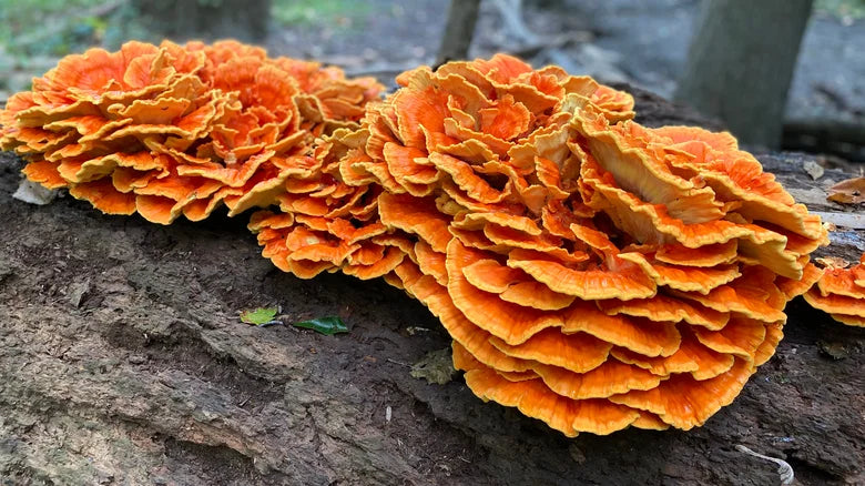 Wild Fried Chicken Mushrooms