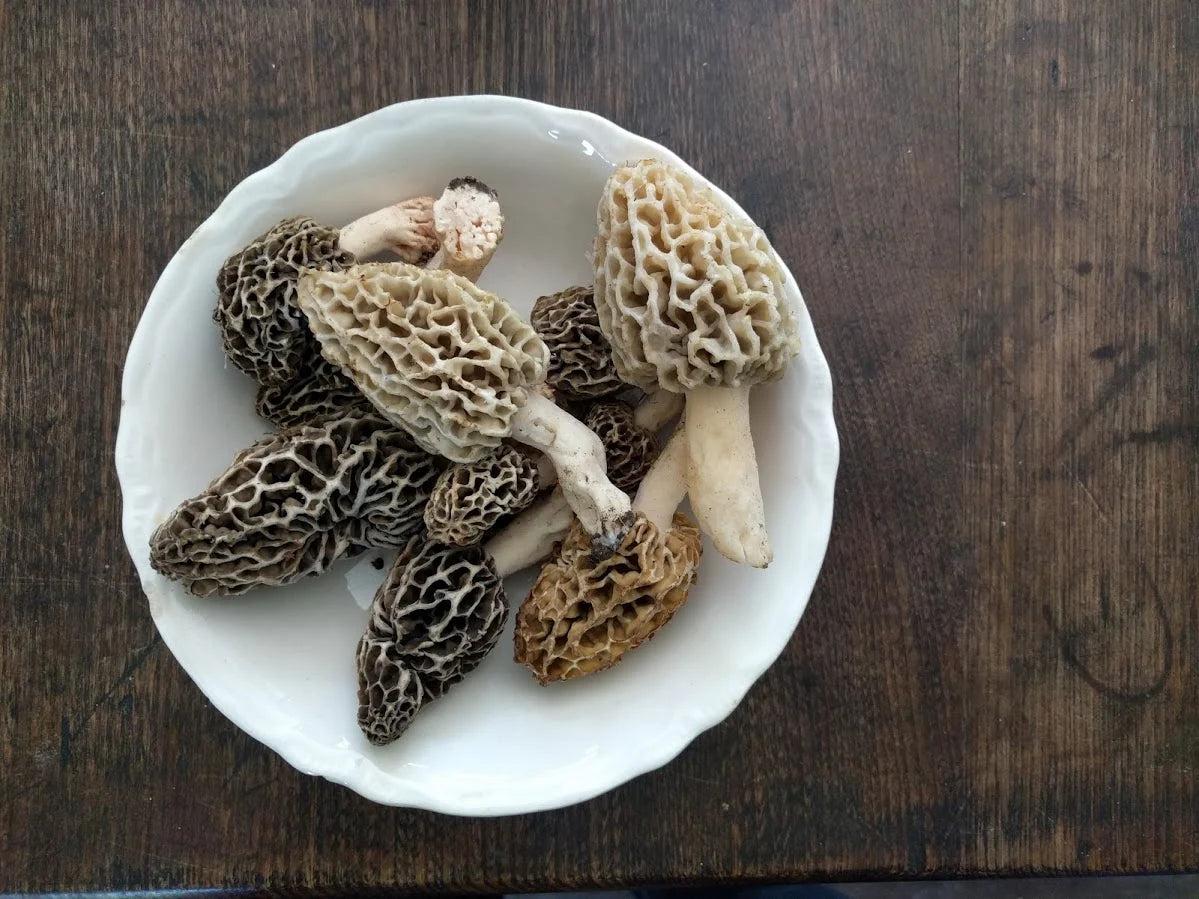 Wild Morel Mushrooms