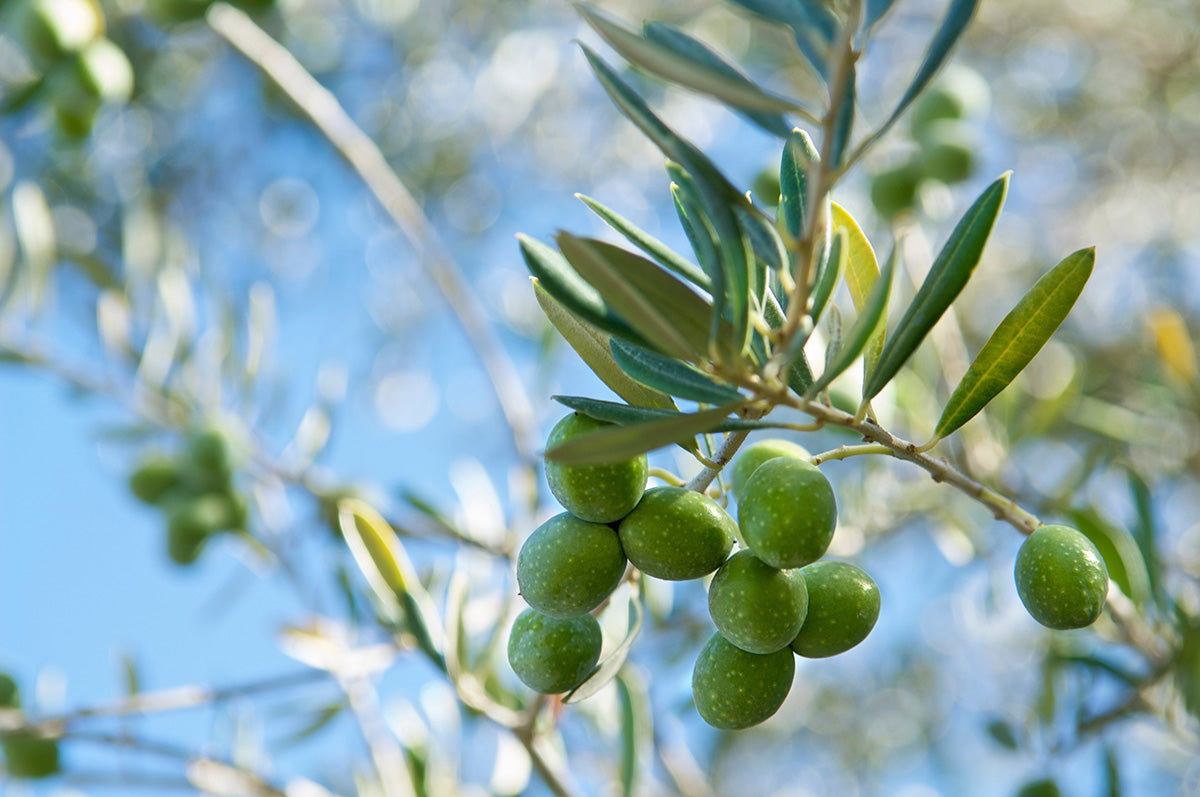 Palacio de Los Olivos Picual Finishing EVOO