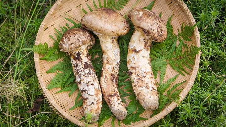 Wild Matsutake Mushrooms